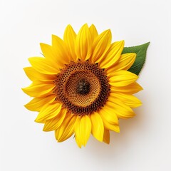 Sunflower with Yellow Petals on White Background. Flower, Petal, Decoration, Plant
