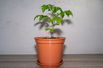 Small tomato plant in a pot in spring 