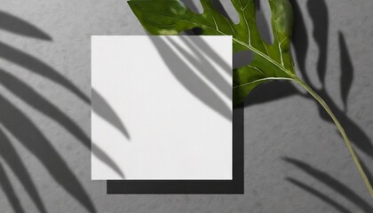 Organic Elegance: Square Paper Realistic Shadow Display