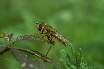 Closeup on a Syrphus hoverfly, isolated sitting on a a green leaf against a blurred background in the garden