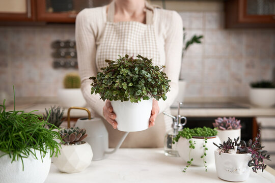 Woman holding Potted callisia house plant in white ceramic pot