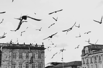 pigeon flying over the church square