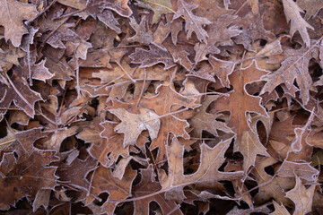 Assortment of leaves covered in frost during early fall morning