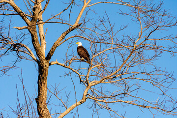 Tappahannock, Virginia, USA - A bald eagle in a tree