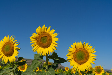 group of sunflowers looking up at the morning sun and the blue sky