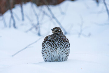 Spruce grouse huddles in the snow in Alaska