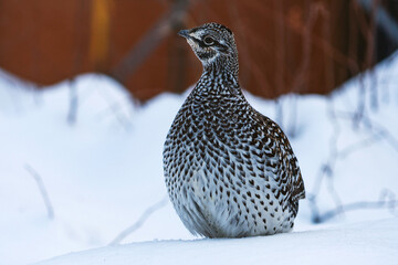 Spruce grouse huddles in the snow in Alaska