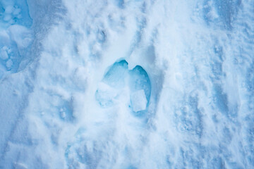 A moose hoof print in the snow in Alaska