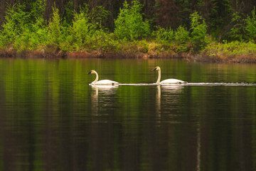 Naklejka na ściany i meble Two trumpeter swans swim across a lake in Alaska