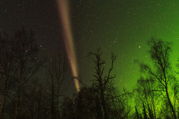 Steve and aurora shine through trees in Alaska