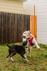 Two dogs (Golden Retriever and Hound Mix) play fighting in the rain