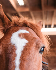 Close up of chestnut horse's eye and forehead indoors