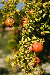Ripe pomegranate fruit growing on branches in an orchard