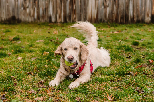 Golden Retriever laying down in the rain with a tennis ball