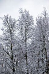 tree branches covered with snow against the background of the natural sky in winter
