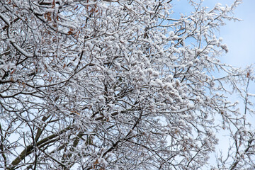 tree branches covered with snow against the background of the natural sky in winter