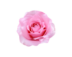 Single rose pink flower soft skin petal  isolated on white background  , clipping path