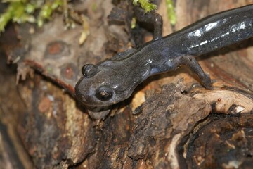 Closeup on a skinny diseased Japanese Hokkaido salamander, Hynobius retardatus