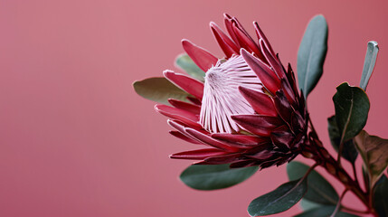 Protea in pink color isolated pastel background