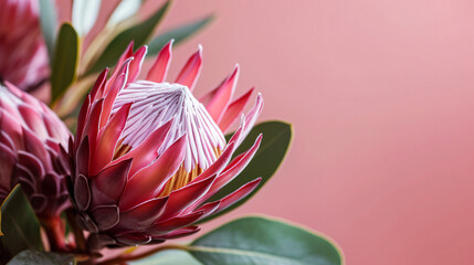 Protea in pink color isolated pastel background