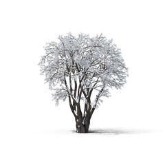 Bare Tree PNG