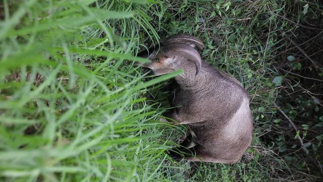NIlgiri thar ( Nilgiritragus hylocrius) on a roadside feeding on a grass in south india.