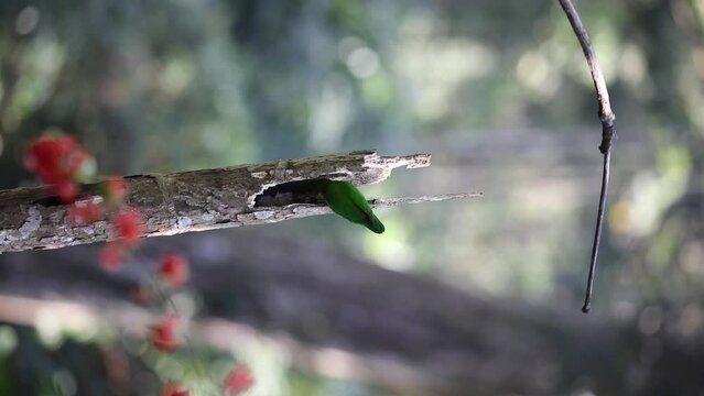 A Pair of  Vernal hanging Parrot on a  tree trunk making  a beautiful love