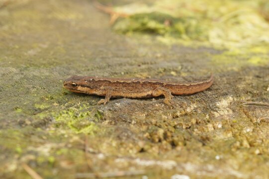 Closeup on the Common palmate newt, Lissotriton helveticus helveticus sitting on wood