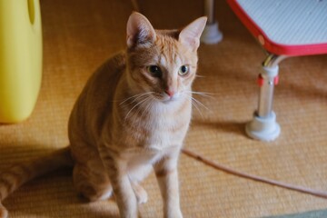 cat on the chair