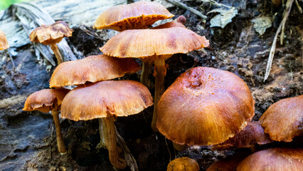 mushrooms in the forest, on woods 