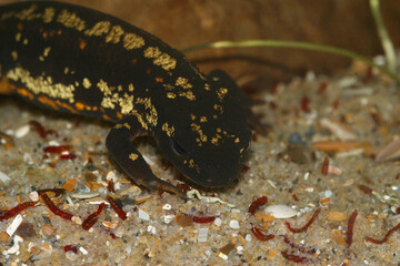 Closeup on the colorful but endangered Japanese Riu-Kiu newt, Cynops ensicauda popei under water