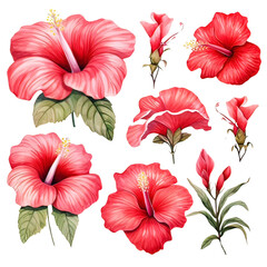 Watercolor red hibiscus flower Clipart Collection on a transparent background 