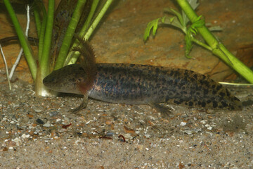 Closeup on a gilled larvae of the critically endanegered Mexican Achoque, Ambystoma andersoni