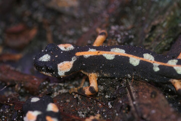 Closeup on a terrestrial juvenile of the critically endangered Lorestan newt, Neurergus kaiseri