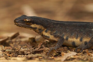 Closeup on a terrestrial common European smooth newt, Lissotriton vulgaris, sitting in the garden