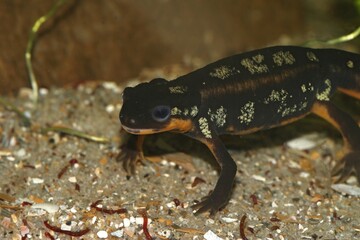Closeup on the colorful but endangered Japanese Riu-Kiu newt, Cynops ensicauda popei under water