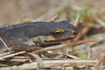 Closeup on a terrestrial common European smooth newt, Lissotriton vulgaris, sitting in the garden