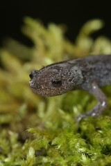 Vertical closeup on a juvenile critically endangered Japanese Oita salamander Hynobius dunni