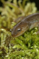 Vertical closeup on the critically endangered Oita salamander, Hynobius dunni