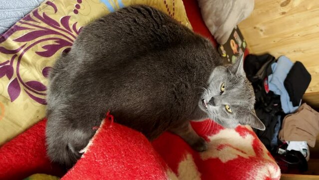 Aggressive gray cat hisses at man