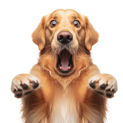 Funny golden retriever dog mouth agape, exaggerated wide-eyed surprise. The dog is looking and shocked.