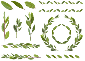 切り抜き透過素材セットーデコレーション用植物12（月桂樹、ローリエ）