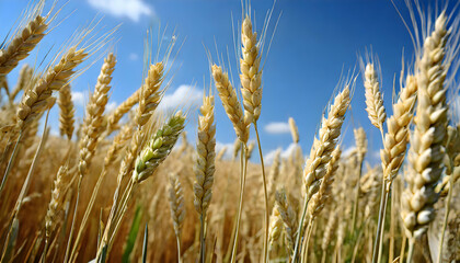 Fototapeta premium field of wheat