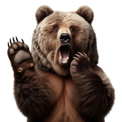Funny Grizzly bear with paws and open mouth isolated on transparent background. - obrazy, fototapety, plakaty