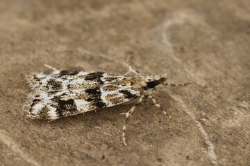 Closeup on a small European crambid moth Eudonia delunella sitting on wood