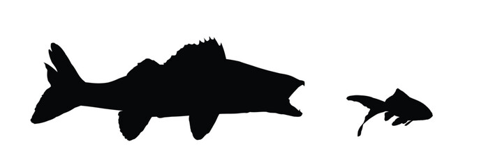 The Silhouettes of a wild predatory marine fish.
