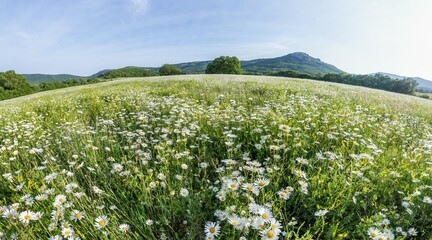 Obraz premium Chamomile field panorama. White daisy flowers in large field of lush green grass at sunset. Chamomile flowers field. Nature, flowers, spring, biology, fauna concept