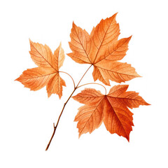 autumn leaves on isolate transparency background, PNG