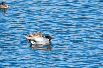 Pair of Falcated Teals swimming