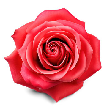 red rose on isolate transparency background, PNG